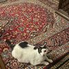 baked_bean44