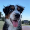 otis.the.aussie