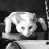 falkor_booktokversion
