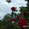hz19949