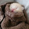 1800fosterkittens