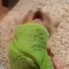 gnarly_charlie_boy