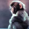 valala20098907