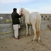 buttbadsha940