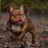 juicyboydogs