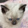 catrastafe