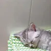 mihoorkiki