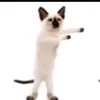 catgoi3