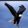 btcxrpadalink