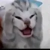 tzhuyy13