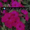 werdela_xan