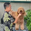 duongpet