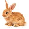 lapin_dor2.0