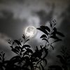 darkmoon__19