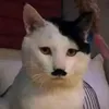 orwaw