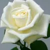 theflowerofthebelsan53