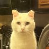cat_in_a_microwave