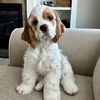 cooperdanielthespaniel