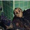 chewbacca5855