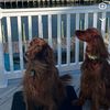 mytwo_redheads