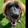 oscar_the_leo