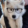 sealpuppy_