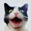 meowy_me0wmer