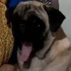 nhiphan_091