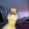 lilchickenotes