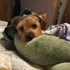yorkiecharliebear