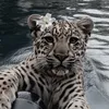 naz_.03