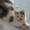 rosyida089