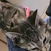 nutmegcats