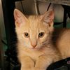 rollieollie_