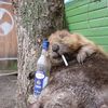 powerful_animal