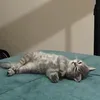 tran__149