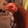 gallo.gracioso