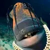 mr.sponge330