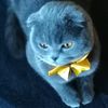 vose_len15957