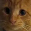 indi_fferent