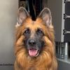 Nala The GSD Service Dog