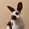 bham.rabbits