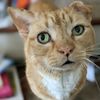 murderkittennews