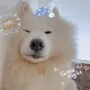 sammi.samoyed