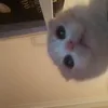 meo_meojp
