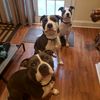 my3pitbulls