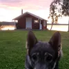 mustav_
