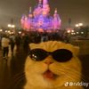 iamcapybara_27