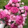 aishah_213