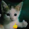 fallenangel24134